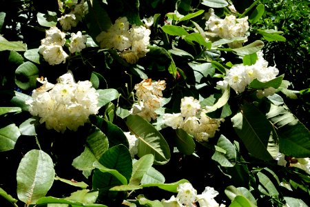 Rhododendron hemsleyanum - UBC Botanical Garden - Vancouver, Canada - DSC08274