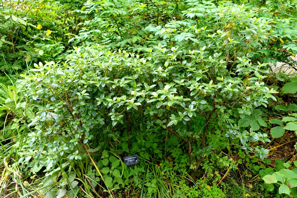 Rhododendron 'Praecox' - RHS Garden Harlow Carr - North Yorkshire, England - DSC01448