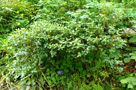 Rhododendron 'Praecox' - RHS Garden Harlow Carr - North Yorkshire, England - DSC01448