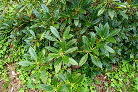 Rhododendron insigne - Hillier Gardens - Romsey, Hampshire, England - DSC04718
