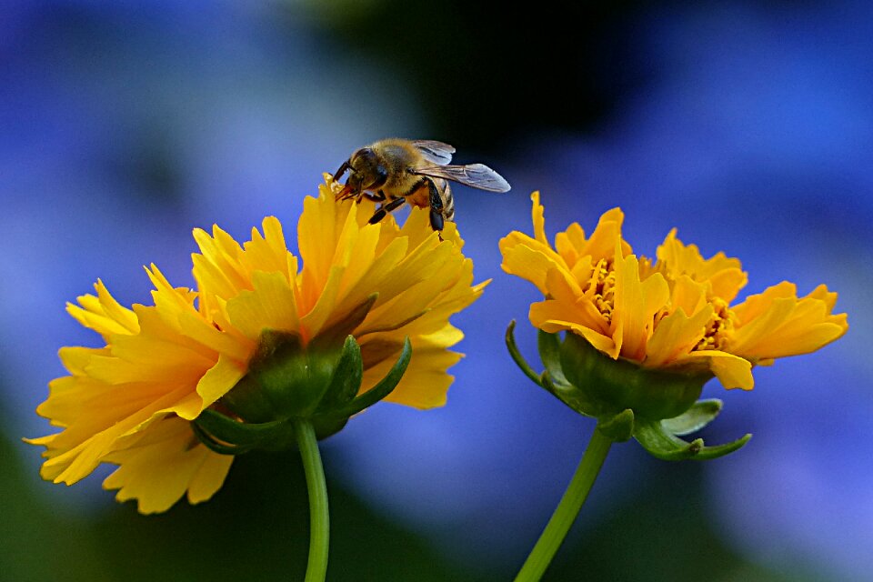 Apis insect garden photo