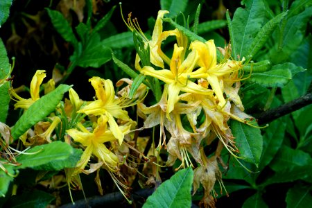 Rhododendron 'Homebush' - RHS Garden Harlow Carr - North Yorkshire, England - DSC01198