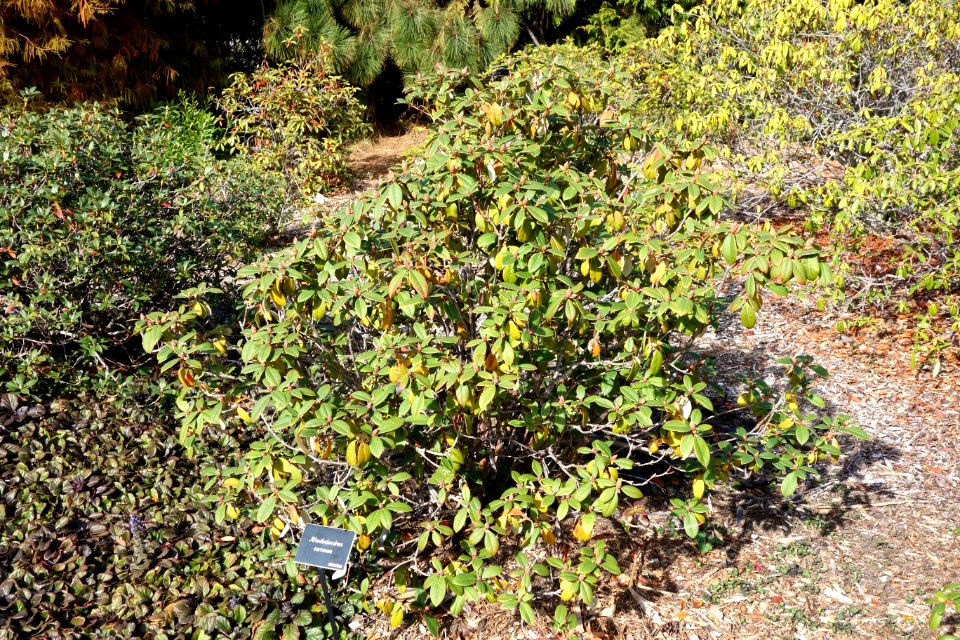 Rhododendron carneum - Mendocino Coast Botanical Gardens - DSC02030