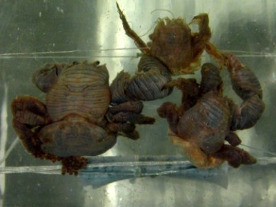 Rhinolithodes wosnessenskii