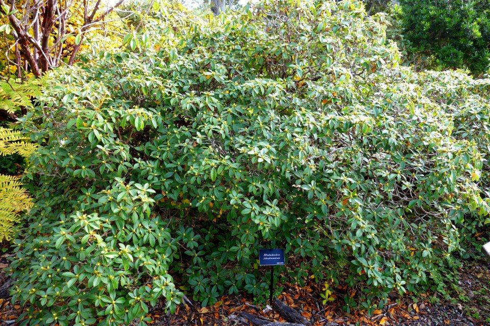 Rhododendron johnstoneanum - Mendocino Coast Botanical Gardens - DSC02219