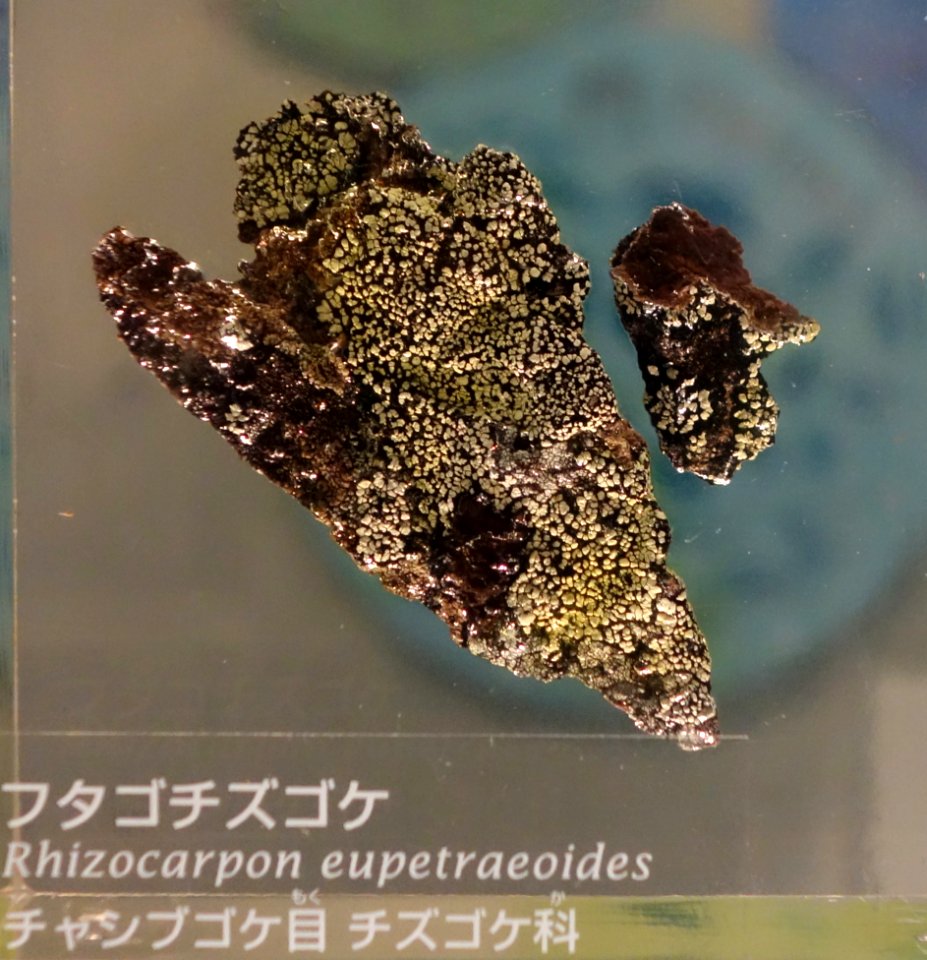 Rhizocarpon eupetraeoides - National Museum of Nature and Science, Tokyo - DSC07586