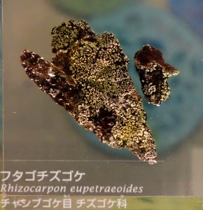 Rhizocarpon eupetraeoides - National Museum of Nature and Science, Tokyo - DSC07586
