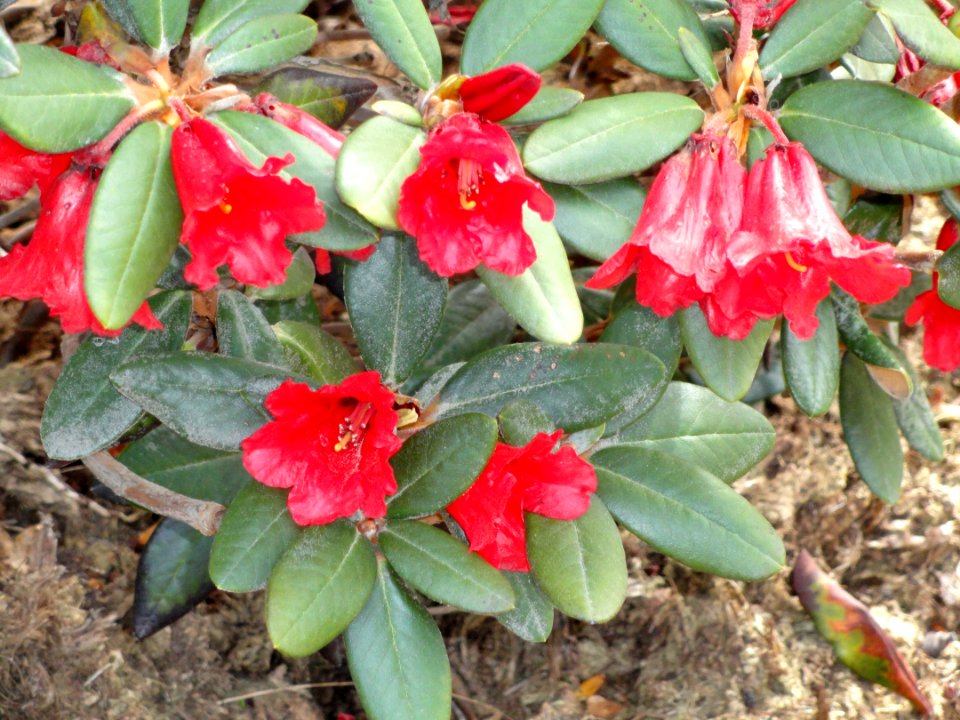 Rhododendron haematodes - University of Copenhagen Botanical Garden - DSC07622