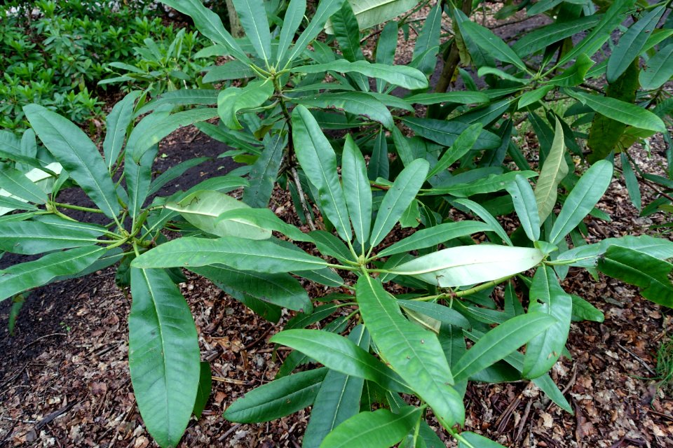 Rhododendron glanduliferum - RHS Garden Harlow Carr - North Yorkshire, England - DSC01228