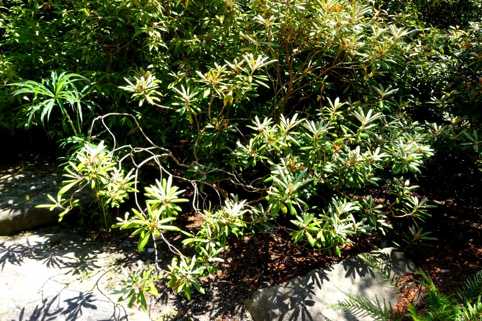 Rhododendron degronianum ssp. yakushimanum - VanDusen Botanical Garden - Vancouver, BC - DSC07104