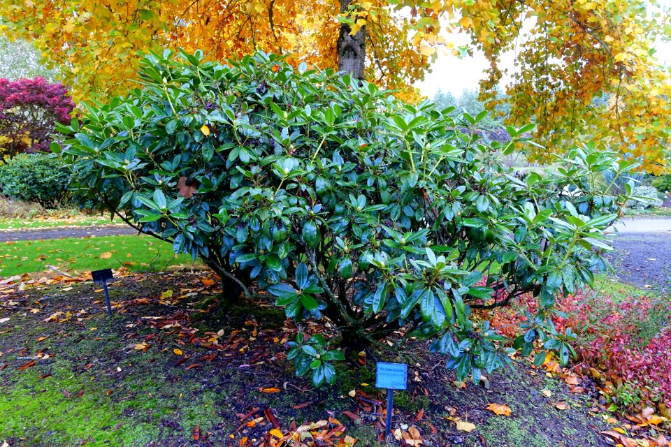 Rhododendron catawbiense 'Album' - Oregon Garden - Silverton, Oregon - DSC00218