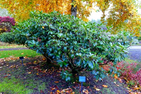 Rhododendron catawbiense 'Album' - Oregon Garden - Silverton, Oregon - DSC00218