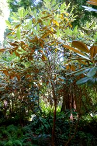 Rhododendron galactinum - UBC Botanical Garden - Vancouver, Canada - DSC07950