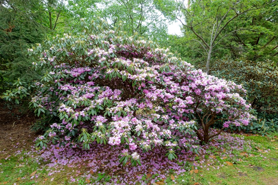 Rhododendron argyrophyllum subsp. nankingense 'Chinese Silver' - Hillier Gardens - Romsey, Hampshire, England - DSC04700