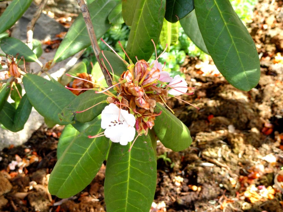 Rhododendron fulvum - University of Copenhagen Botanical Garden - DSC07618