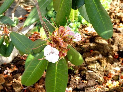 Rhododendron fulvum - University of Copenhagen Botanical Garden - DSC07618