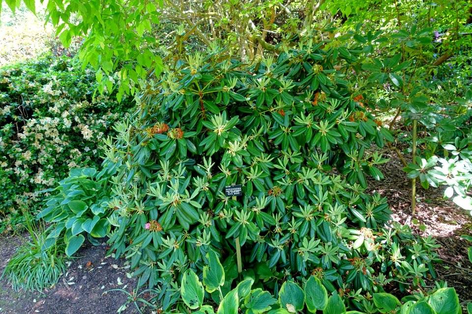 Rhododendron 'Noyo Brave' - Savill Garden - Windsor Great Park, England - DSC06106
