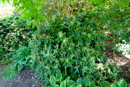 Rhododendron 'Noyo Brave' - Savill Garden - Windsor Great Park, England - DSC06106