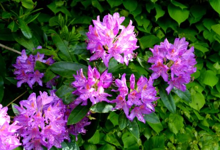 Rhododendron - Bowood - Wiltshire, England - DSC00441
