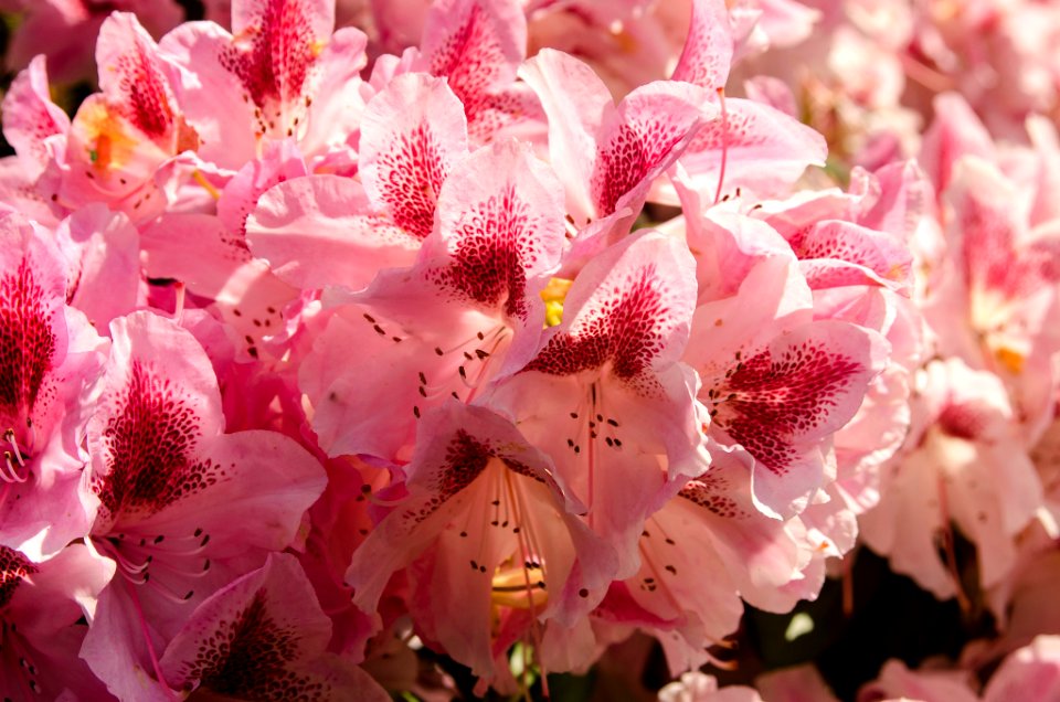 Rhododendron (175644365)