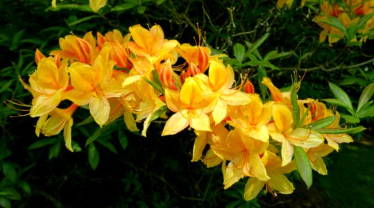 Rhododendron - Bowood - Wiltshire, England - DSC00406
