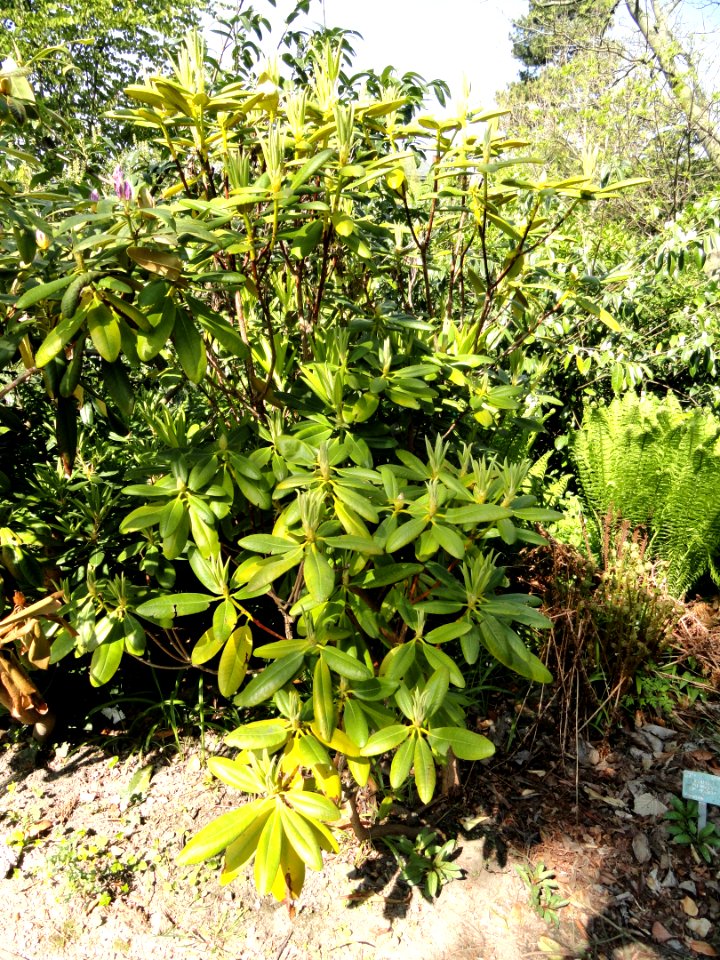 Rhododendron brachycarpum ssp. brachycarpum - University of Copenhagen Botanical Garden - DSC08077