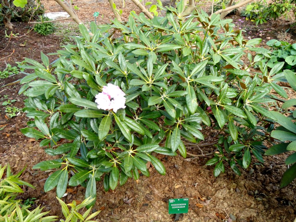 Rhododendron degronianum - University of Copenhagen Botanical Garden - DSC07547