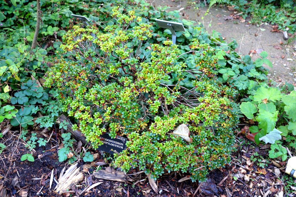Rhododendron campylogynum - San Francisco Botanical Garden - DSC09938