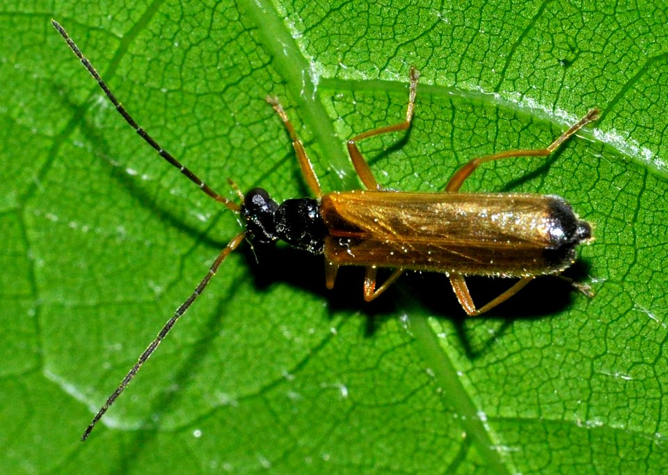 Rhagonycha-lignosa-01-fws