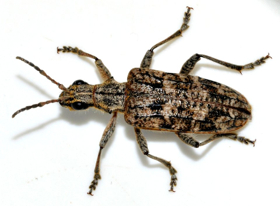 Rhagium-inquisitor-04-fws