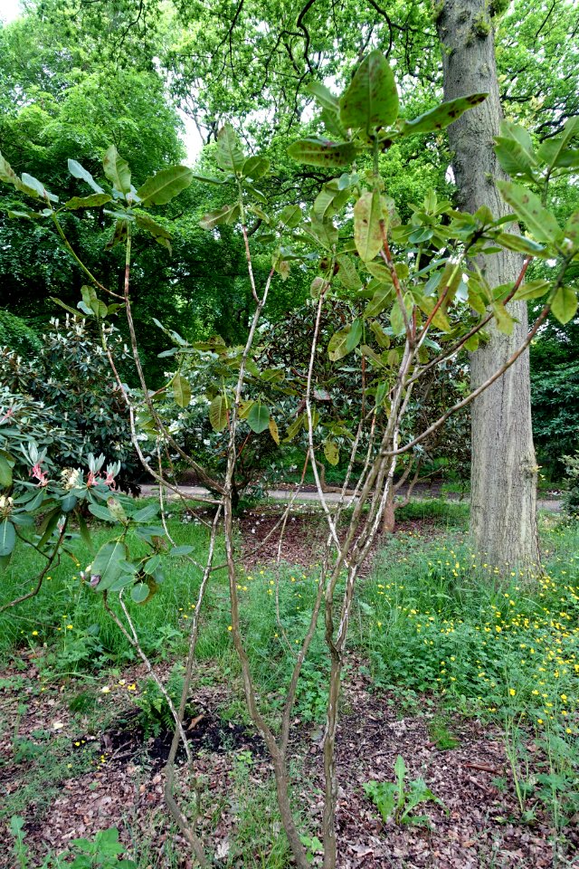Rhododendron hemsleyanum - RHS Garden Harlow Carr - North Yorkshire, England - DSC01333