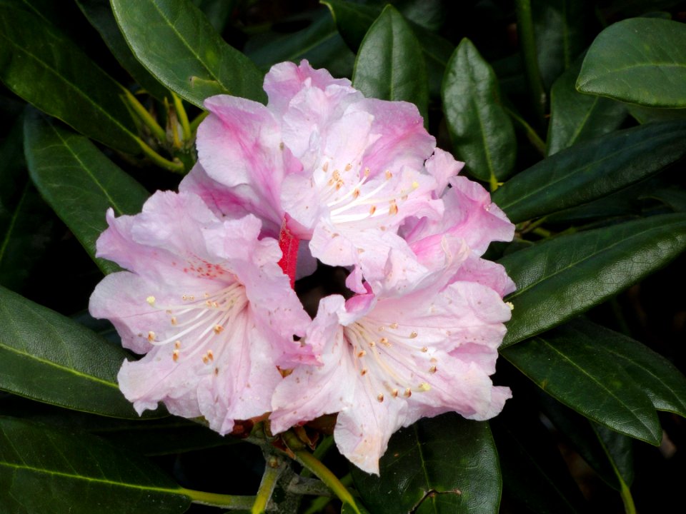 Rhododendron degronianum - University of Copenhagen Botanical Garden - DSC07548