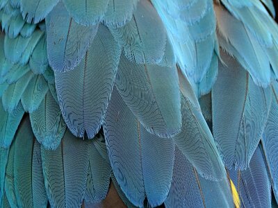 Parrot bird feathers bird