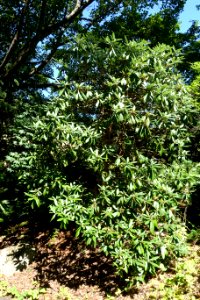 Rhododendron argyrophyllum subsp. nankingense 'Chinese Silver' - UBC Botanical Garden - Vancouver, Canada - DSC07694