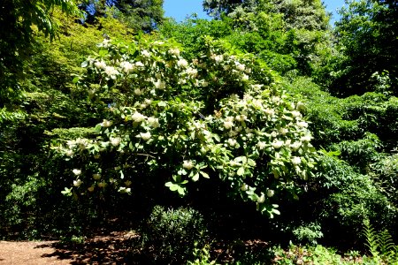 Rhododendron hemsleyanum - UBC Botanical Garden - Vancouver, Canada - DSC08268