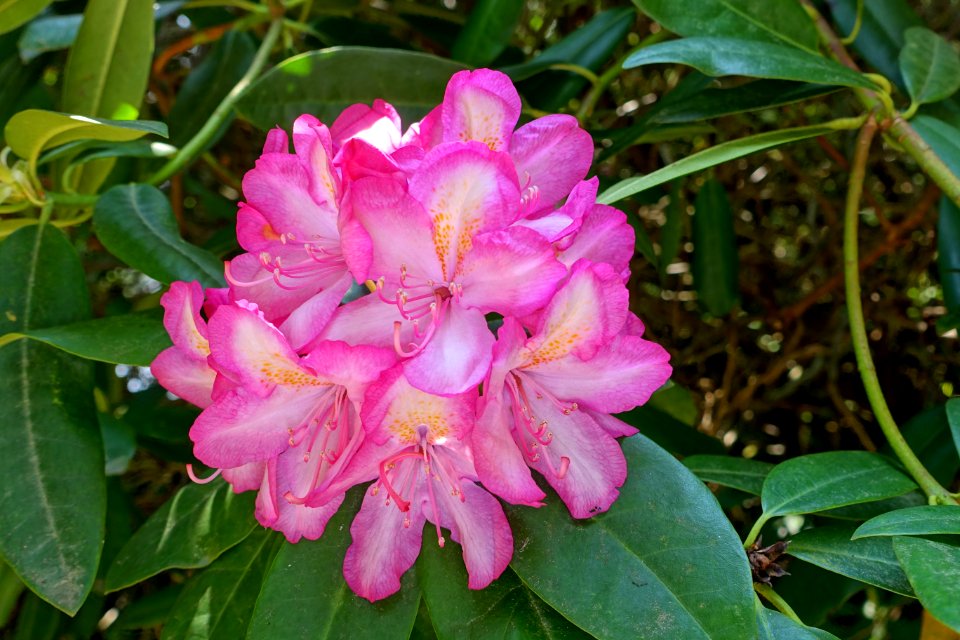 Rhododendron - Sheffield Park and Garden - East Sussex, England - DSC05713