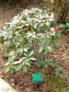 Rhododendron cruentum - University of Copenhagen Botanical Garden - DSC07626