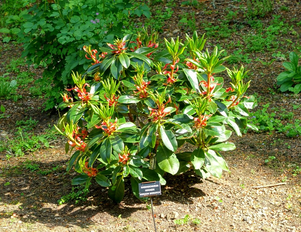 Rhododendron hookeri 'Horizon Monarch' - Trengwainton Garden - Cornwall, England - DSC02564