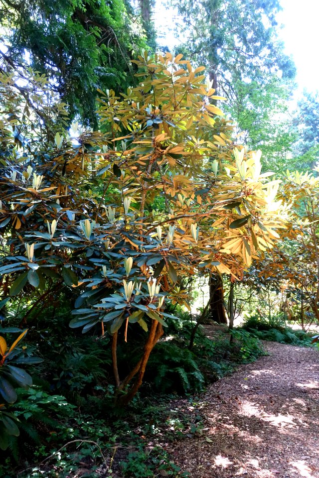 Rhododendron coriaceum - UBC Botanical Garden - Vancouver, Canada - DSC07937