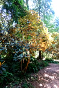 Rhododendron coriaceum - UBC Botanical Garden - Vancouver, Canada - DSC07937