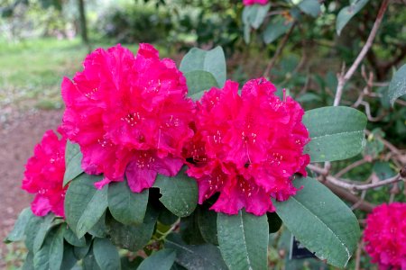 Rhododendron 'John Walter' - Hillier Gardens - Romsey, Hampshire, England - DSC04871