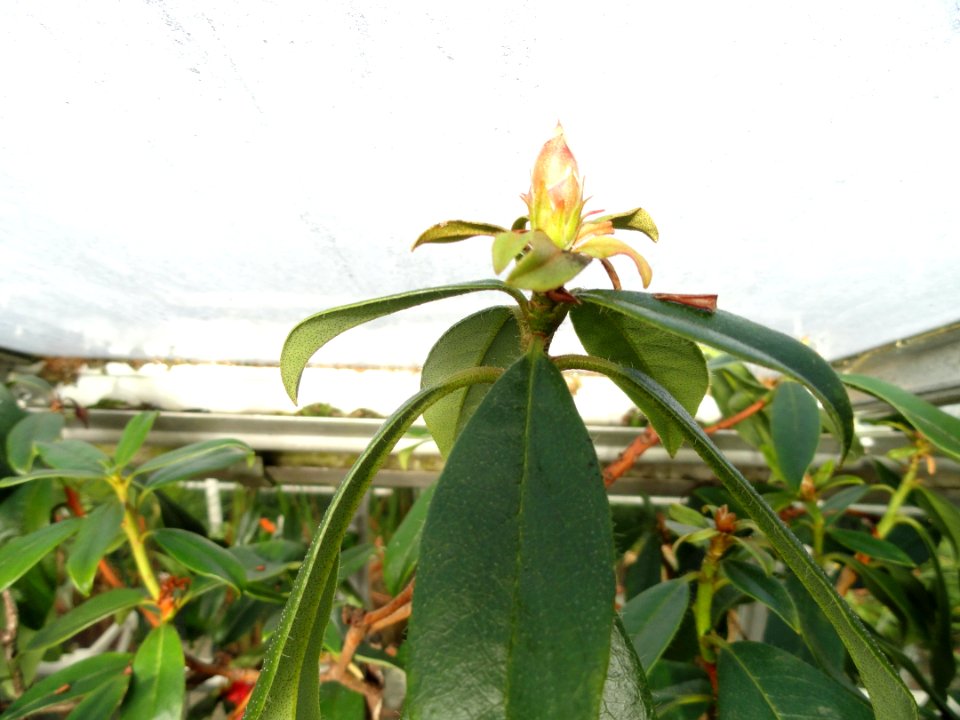 Rhododendron cubittii - Lyman Plant House, Smith College - DSC04413