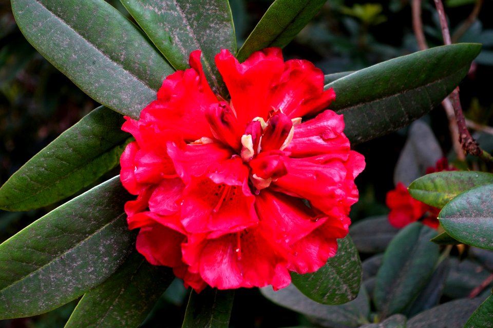 Rhododendron 'Mouton Rothschild' - Exbury Gardens - Exbury, England - DSC03786