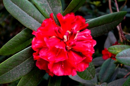 Rhododendron 'Mouton Rothschild' - Exbury Gardens - Exbury, England - DSC03786
