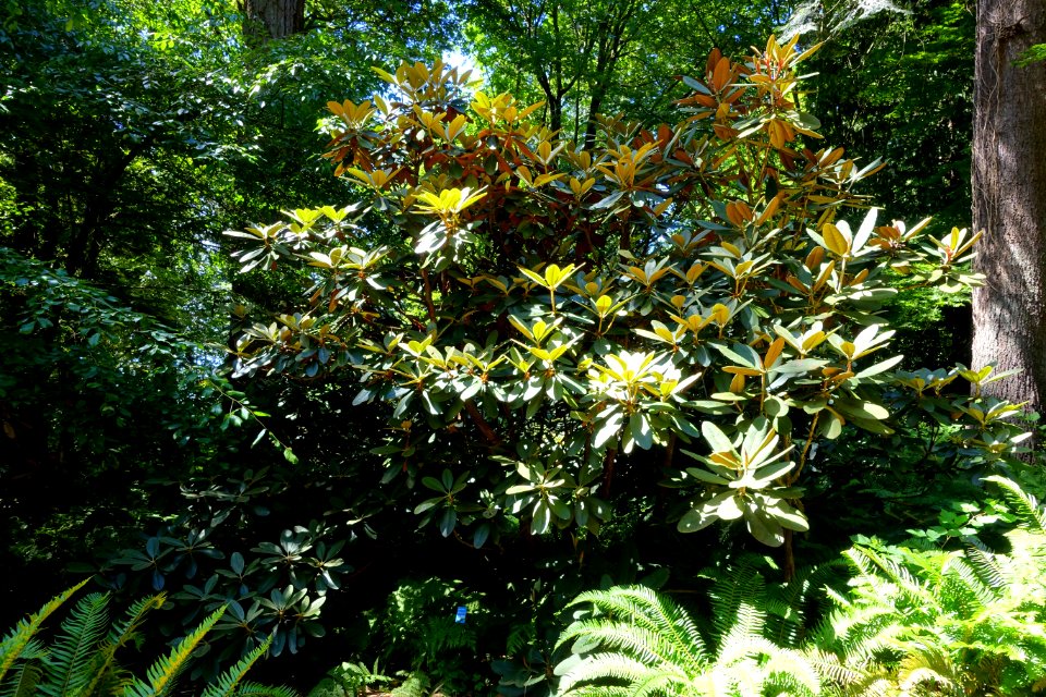 Rhododendron arizelum - UBC Botanical Garden - Vancouver, Canada - DSC08007