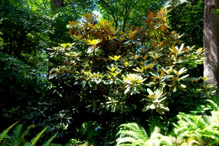 Rhododendron arizelum - UBC Botanical Garden - Vancouver, Canada - DSC08007