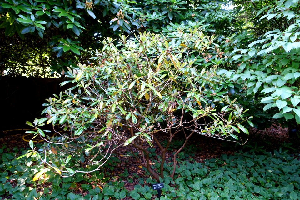 Rhododendron brachycarpum ssp. fauriei - VanDusen Botanical Garden - Vancouver, BC - DSC06797