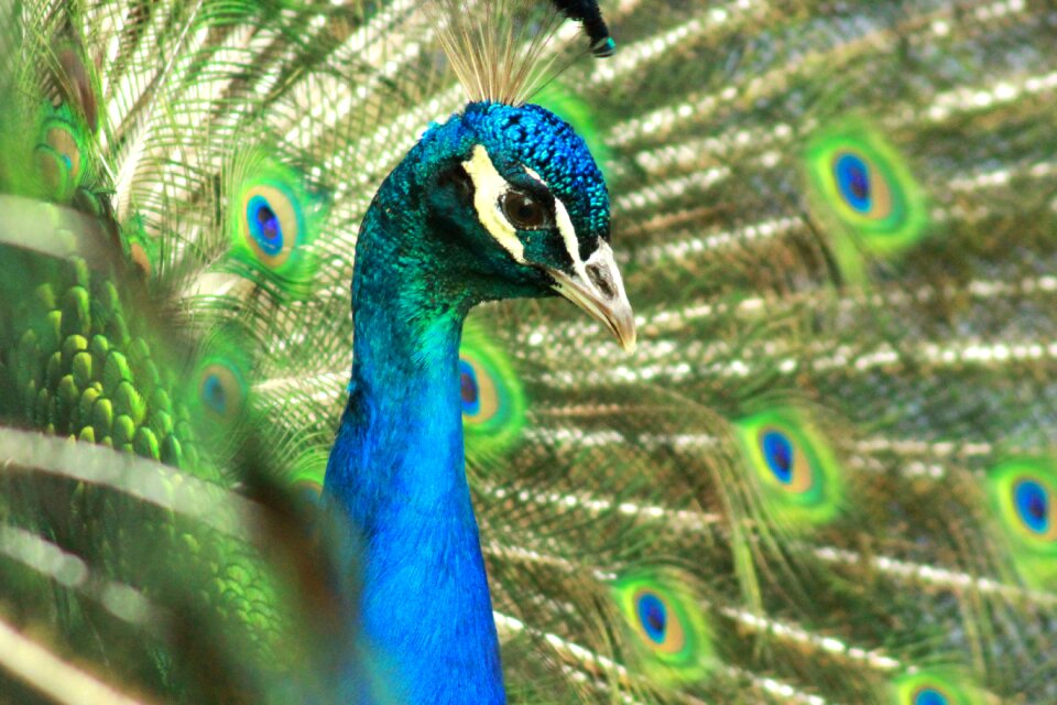 Green blue colorful