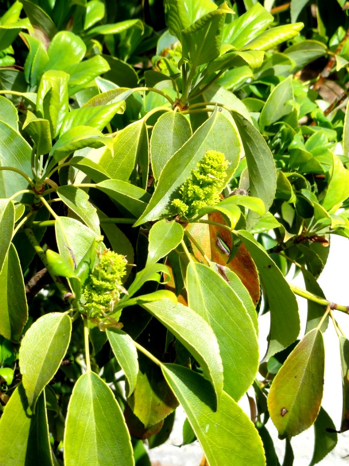 Rhododendron ciliatum - University of Copenhagen Botanical Garden - DSC07571