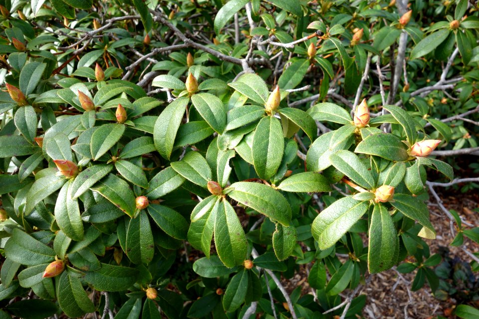 Rhododendron horlickianum - Mendocino Coast Botanical Gardens - DSC02191